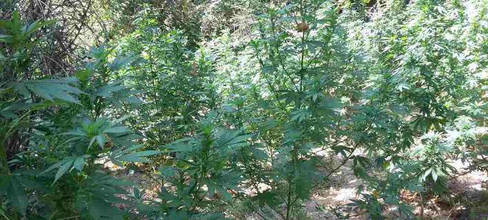 Αιγιάλεια: Φυτεία με 750 δενδρύλλια κάνναβης μέσα στο δάσος βρήκε η ΕΛ.ΑΣ.